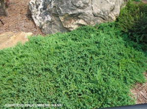 Juniperus procumbens 'Nana' - foliage